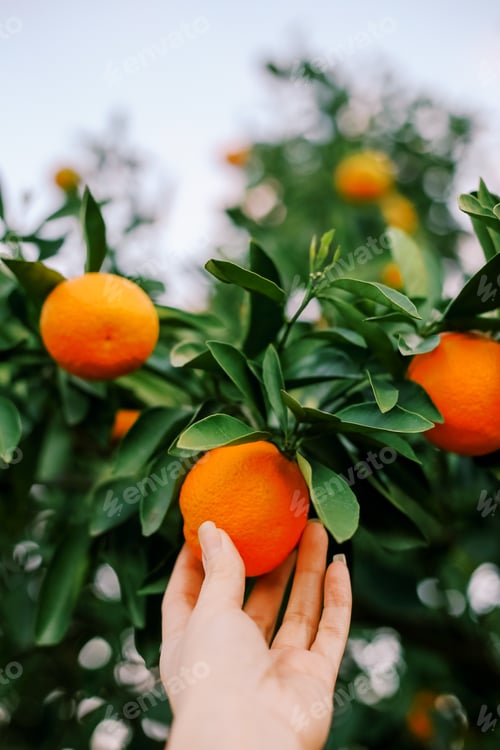 Preview: A woman’s hand picks an orange from a tree