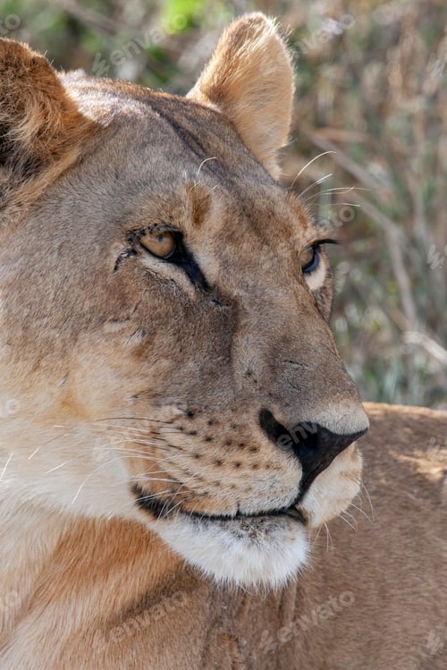 Preview: Lioness (Panthera leo) Botswana
