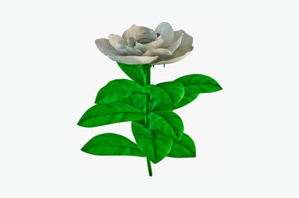 Preview: White rose in bloom with green foliage