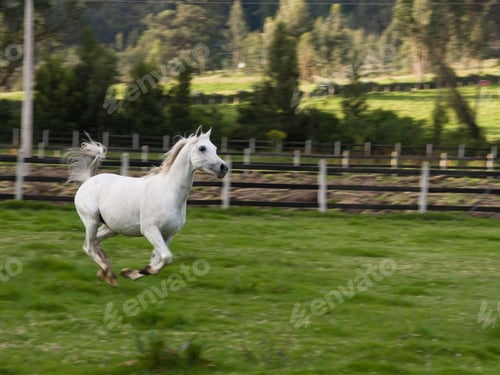 Preview: arabian, horse, mare, stallion, riding