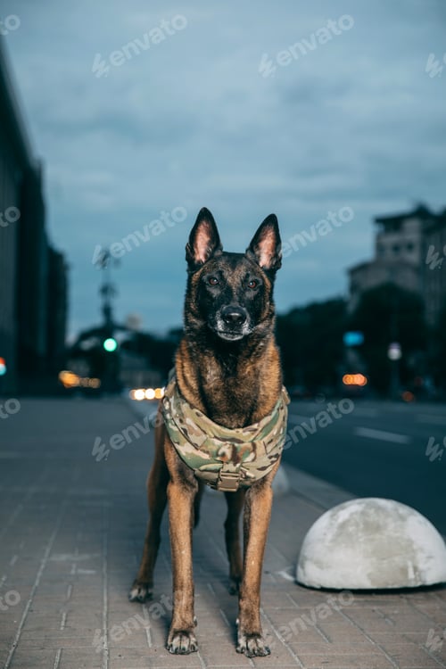 Preview: Dog armor. Dog in a bulletproof vest. Belgian Shepherd Malinois dog