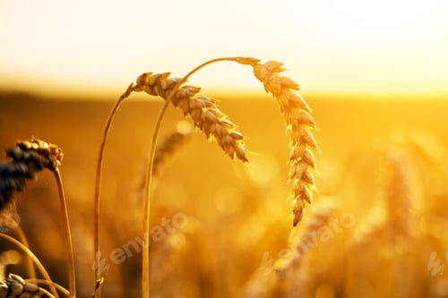 Preview: Ripe wheat spikelets on golden field