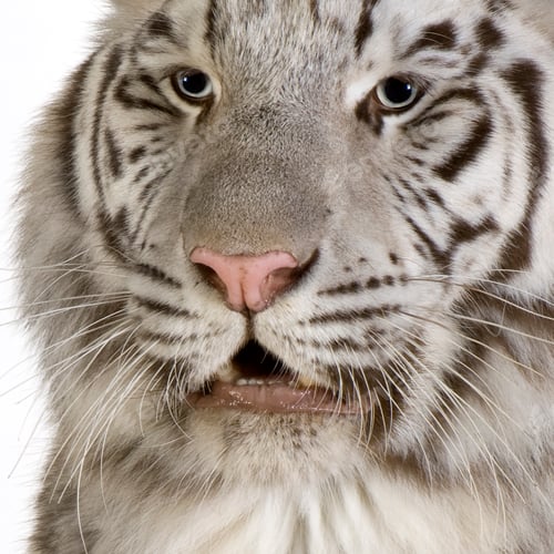 Preview: White Tiger