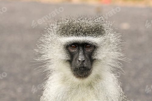 Preview: Vervet monkey close up