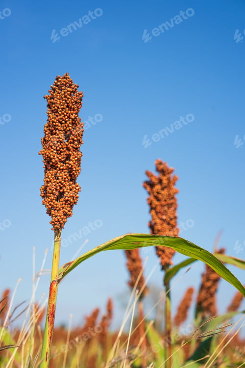 Preview: Sorghum or Millet field agent blue sky background