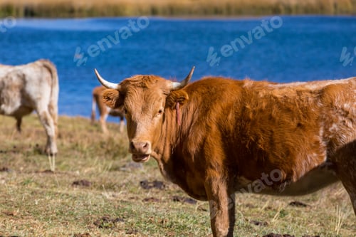 Preview: Cow