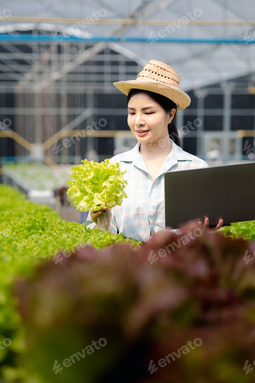 Preview: A gardener woman holding laptop in the hydroponics field grows wholesale hydroponic vegetables in re