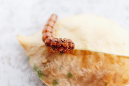 Preview: macro shot of a little orange caterpillar