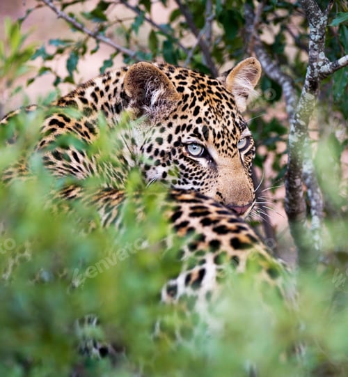 Preview: A Beautiful and Breathtaking wildlife in the World