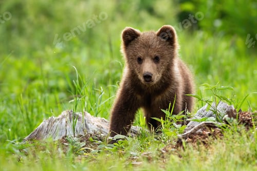 Preview: An adorable little brown bear cub posing in the meadow