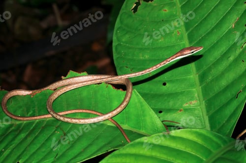 Preview: Brown Vine Snake on a Leaf at Night in Costa Rica