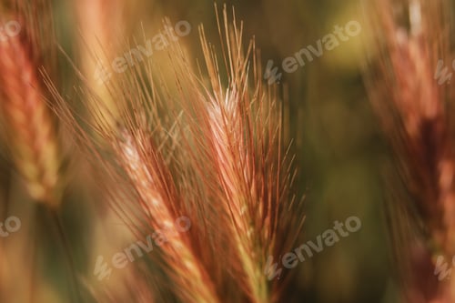 Preview: Selective soft focus of dry grass, reeds, stalks blowing in the wind at golden sunset light.