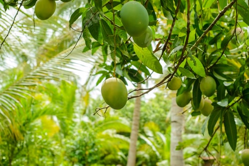 Preview: Mango trees with fruits.