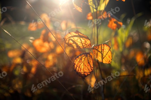 Preview: some very pretty yellow leaves in some kind of field next to a bush
