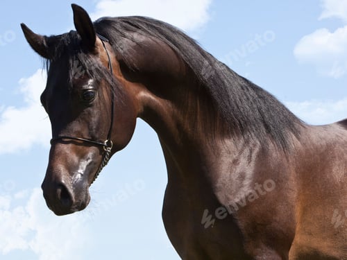 Preview: arabian, horse, mare, stallion, riding