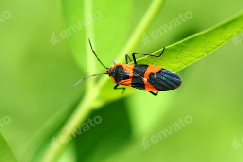 Preview: Milkweed bug