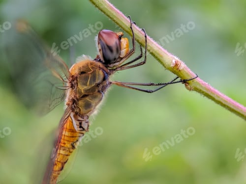 Preview: orange dragonfly