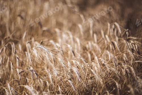 Preview: Selective focus of wheat field on the background close up