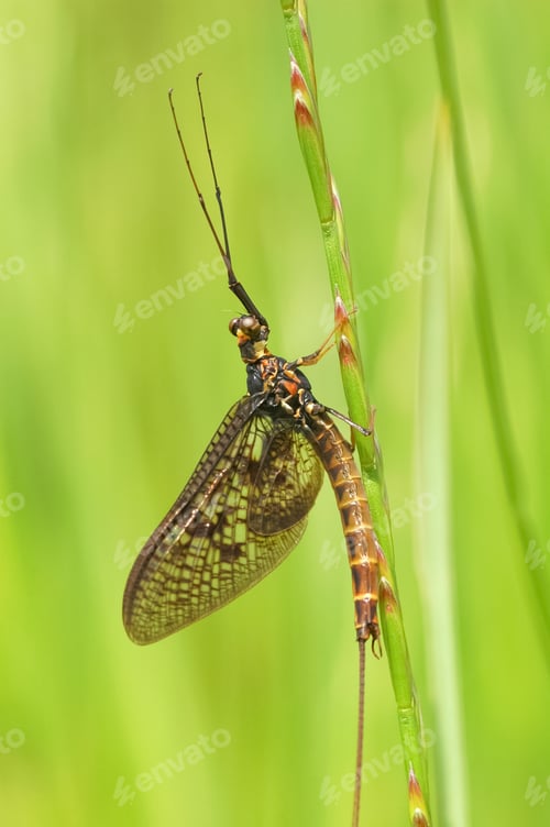 Preview: mayfly