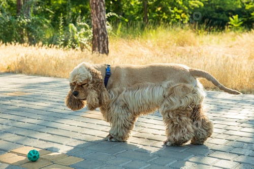 Preview: American spaniel, concept of pet and best friend - dog