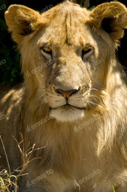Preview: Lion Masai mara Kenya