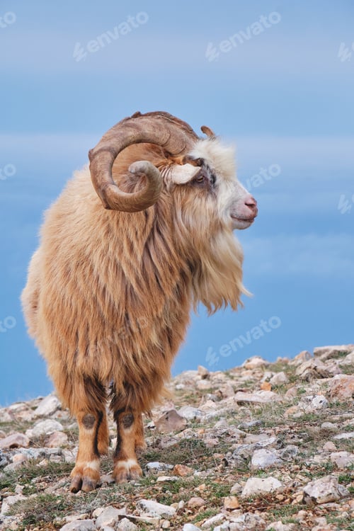 Preview: Portrait of wild goat.
