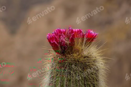 Preview: Pink Cactus Flowers Blooming in the Desert Sunlight
