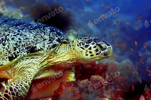 Preview: Green turtle