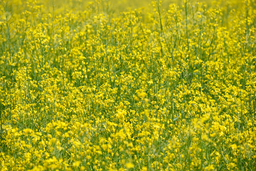 Preview: Flower background