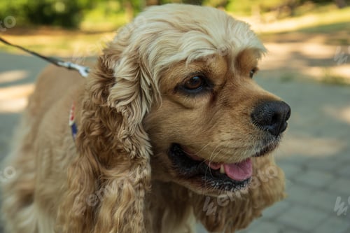 Preview: American spaniel, concept of pet and best friend - dog