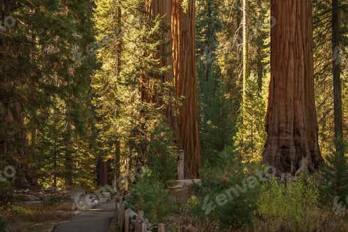 Preview: Sequoias National Park Place