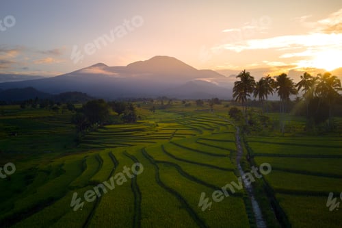 Preview: Beautiful morning view indonesia Panorama Landscape paddy fields