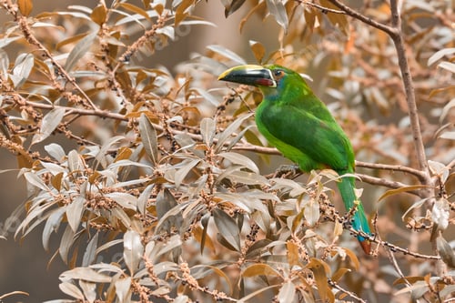 Preview: Emerald toucanet (Aulacorhynchus prasinus). Green bird perched among the leaves of a tree in autumn