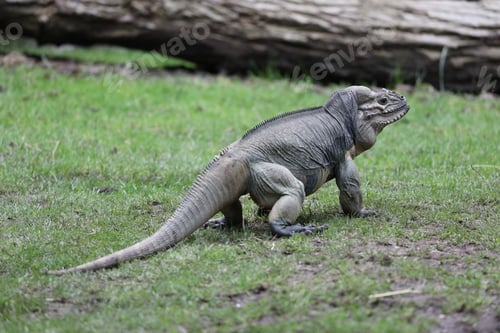 Preview: Rhinoceros iguana