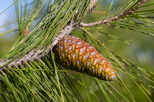 Preview: Pine tree and pine cone