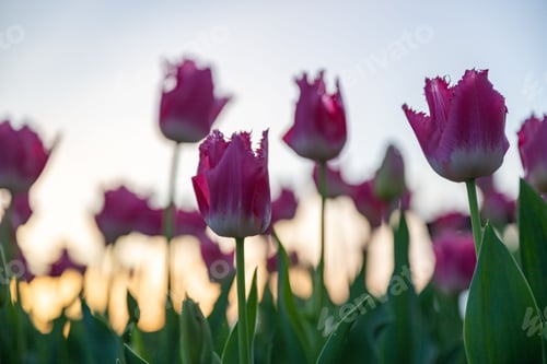 Preview: Vibrant pink tulips at sunset