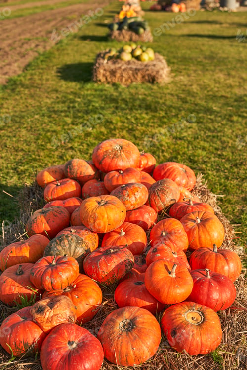 Preview: Pale of fresh pumpkins in sunlight.