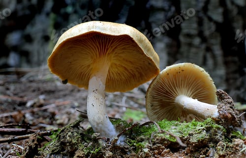 Preview: Closeup of a group of Gymnopilus eucalyptorum mushrooms growing on a forest floor
