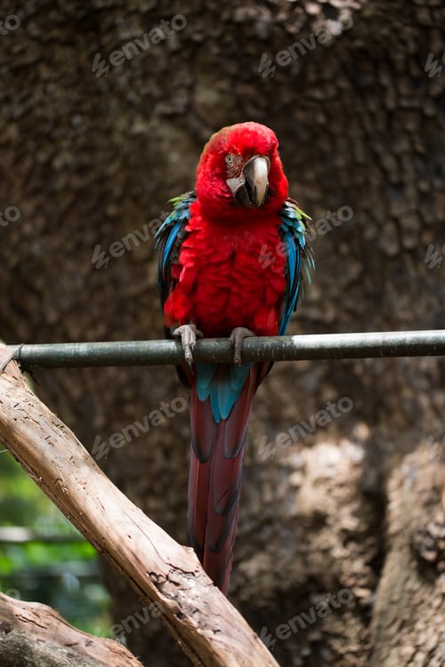 Preview: Scarlet macaw parrot bird, beautiful red bird perching on the wooden log