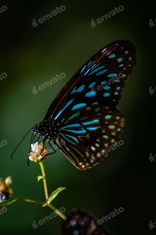 Preview: Bright blue butterfly perched on a vibrant flower