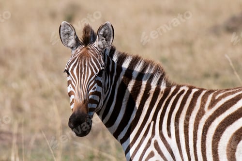 Preview: Zebra (Equus quagga), Masai Mara, Kenya