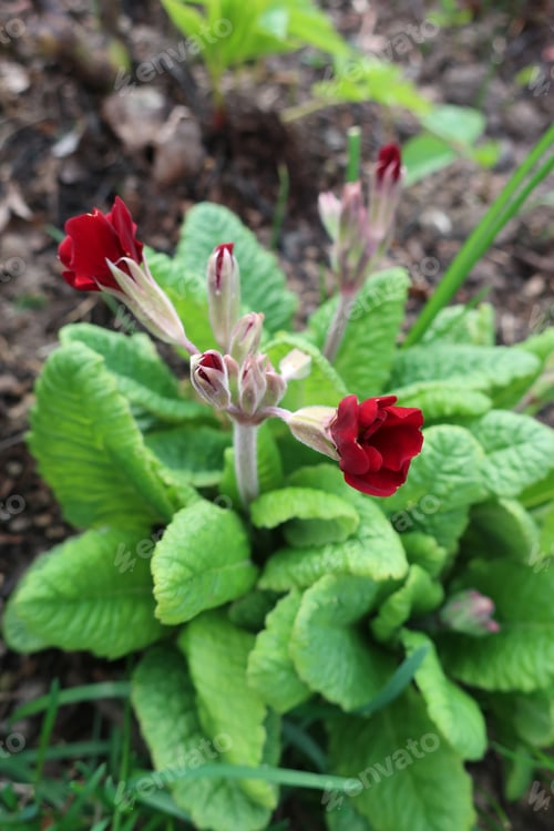 Preview: scarlet primrose in the garden on a sunny day