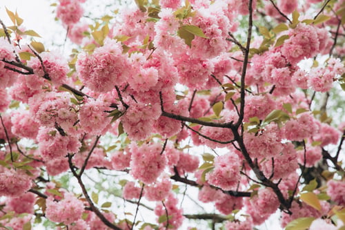 Preview: Pink sakura flower bloom in spring season. Vintage sweet cherry blossom soft tone texture background