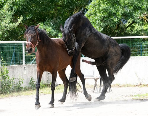 Preview: mating horse in nature