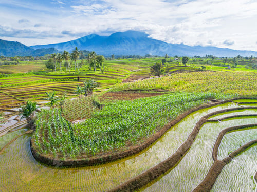 Preview: beauty landscape paddy fields natural beautiful morning view from asia
