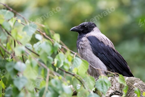 Preview: Hooded crow in the forest