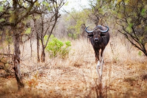 Preview: Cape Buffalo in Kruger National Park