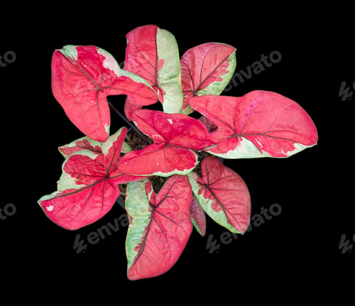 Preview: The capital city of Thailand is full of PM2.5 dust. Bad air pollution in City. PM 2.5 dust