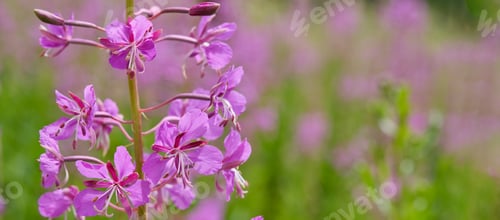 Preview: fireweed, blooming in the meadow. Chamaenerion angustifolium, ivan tea