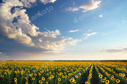 Preview: Field of sunflowers.